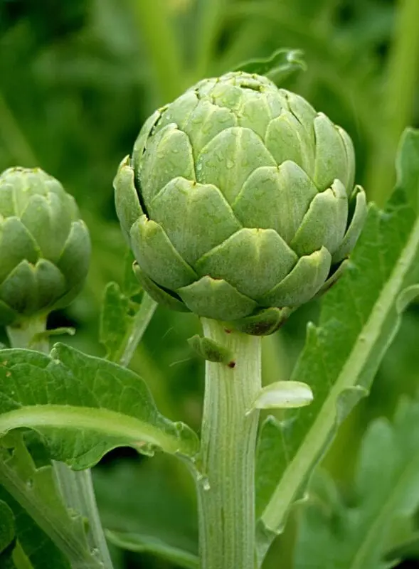 Calorie Artichoke frozen uncooked. Chemical composition and nutritional value.