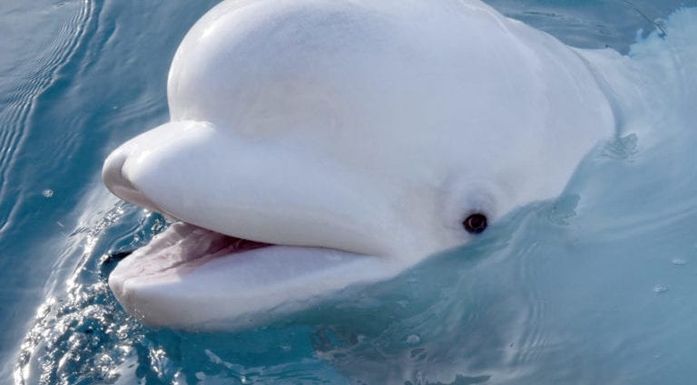 Beluga caluricu, ochji (Alaska). Cumpusizione chimica è valore nutrizionale.