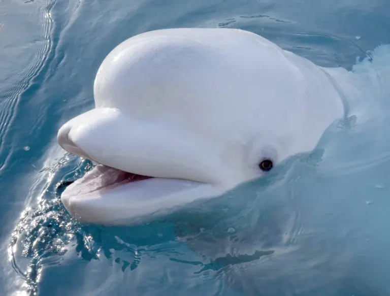 Calorie Beluga, eyes (Alaska). Chemical composition and nutritional value.