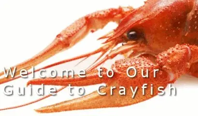 Calorie Boiled sea crayfish (lobster, lobster). Chemical composition and nutritional value.
