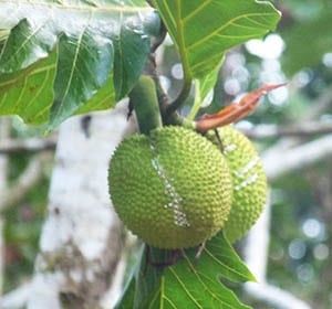 Calorie Breadfruit seeds, fried. Chemical composition and nutritional value.
