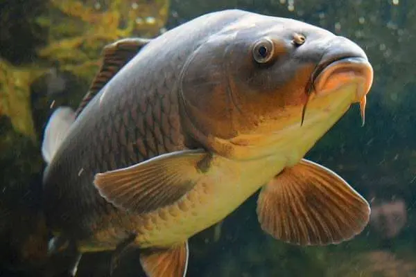 Calorie Carp. Chemical composition and nutritional value.