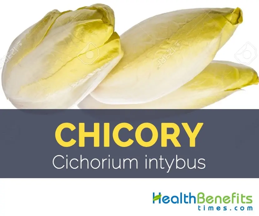 Calorie chicory salad (endive). Chemical composition and nutritional value.