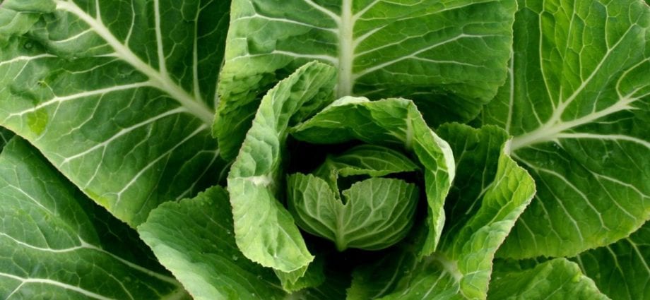 Calorie Collard (collard). Chemical composition and nutritional value.