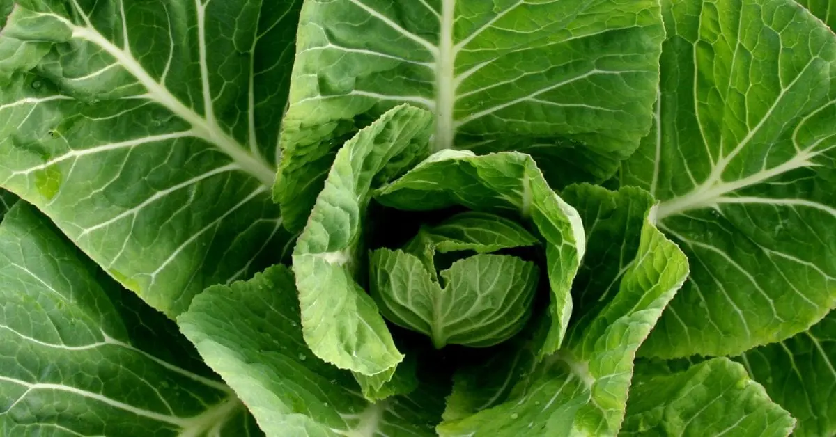 Calorie Collard (collard). Chemical composition and nutritional value.