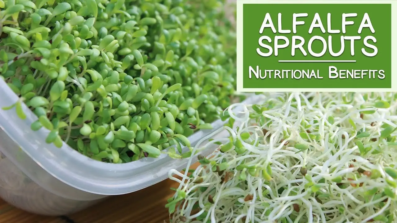Calorie content Alfalfa seeds, sprouted. Chemical composition and nutritional value.