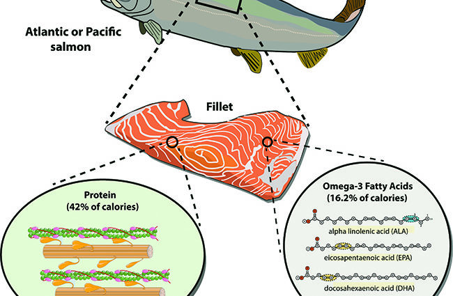 Calorie content Atlantic Catfish. Chemical composition and nutritional value.