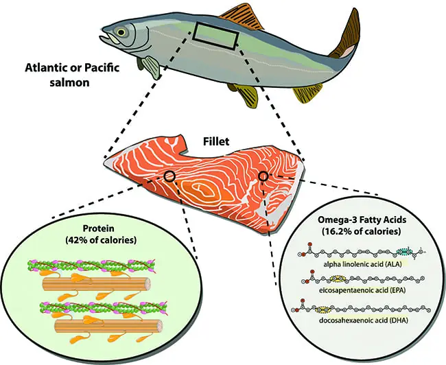 Calorie content Atlantic Catfish. Chemical composition and nutritional value.