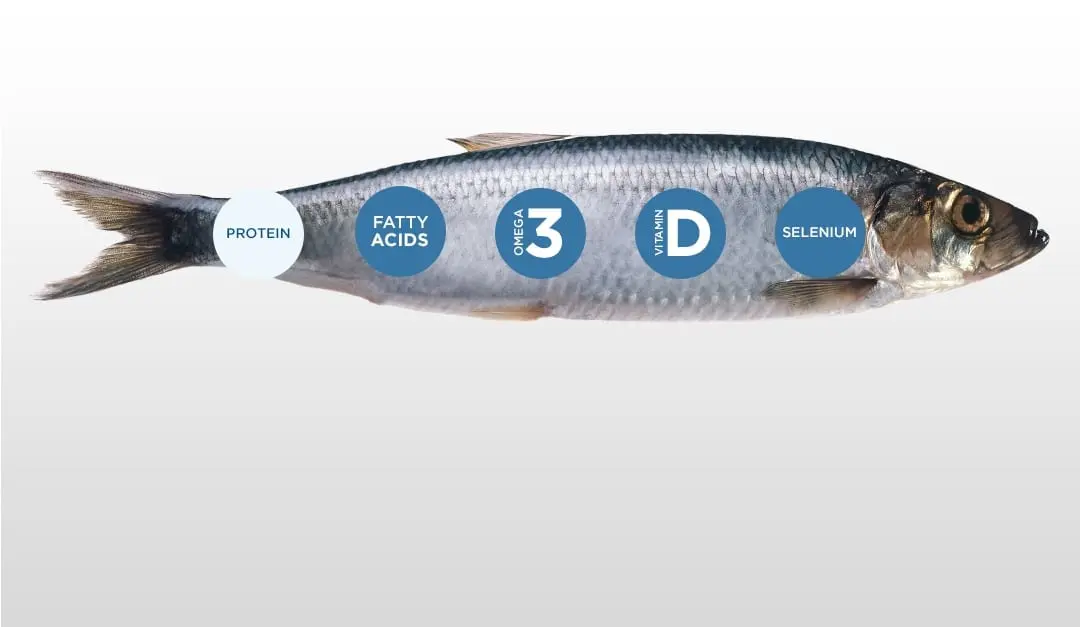 Calorie content Atlantic herring. Chemical composition and nutritional value.