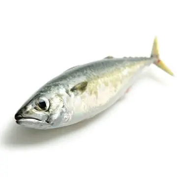 Calorie content Atlantic mackerel, raw. Chemical composition and nutritional value.