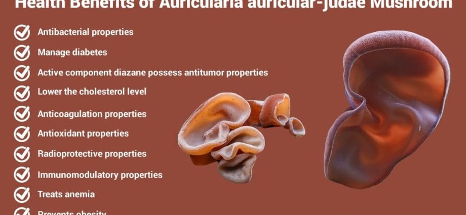 Calorie content Auricularia is densely hairy, dried. Chemical composition and nutritional value.