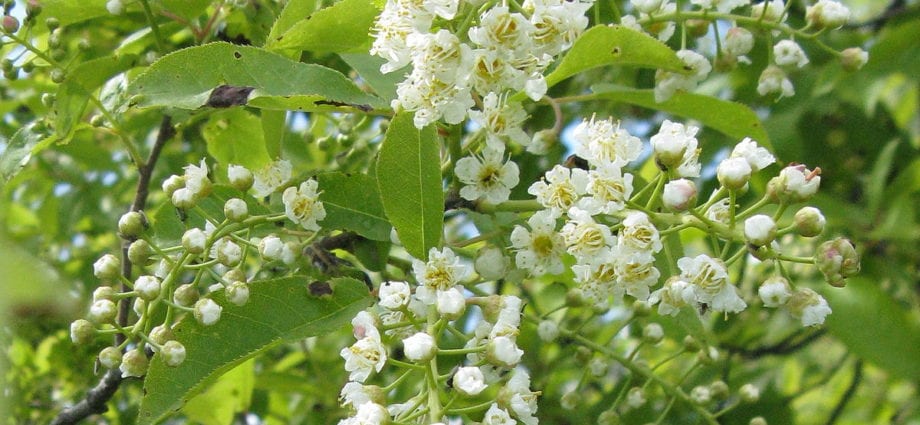 Calorie content Bird cherry Virginia, North American. Chemical composition and nutritional value.