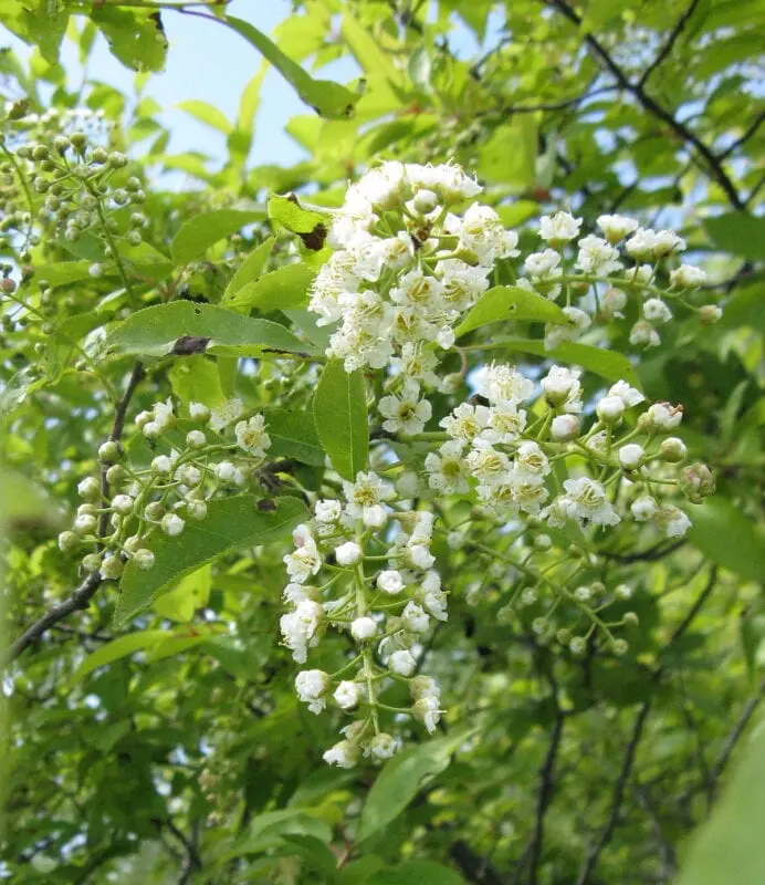 Calorie content Bird cherry Virginia, North American. Chemical composition and nutritional value.
