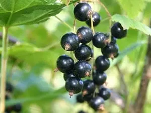 Calorie content Black currant, European. Chemical composition and nutritional value.