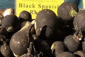 Calorie content Black radish. Chemical composition and nutritional value.