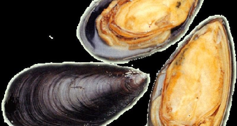 Calorie content Blue mussel, steamed. Chemical composition and nutritional value.