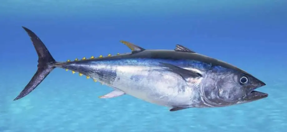 Calorie content Blue Tuna. Chemical composition and nutritional value.