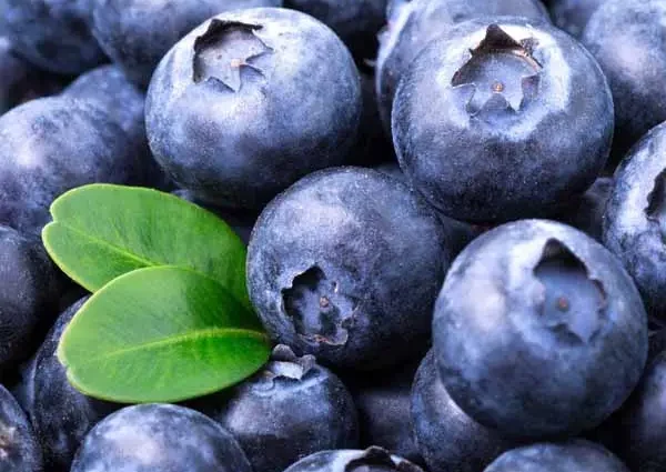 Calorie content Blueberry, raw. Chemical composition and nutritional value.