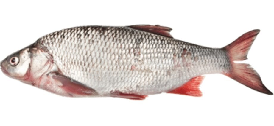 Calorie content Boar fish. Chemical composition and nutritional value.