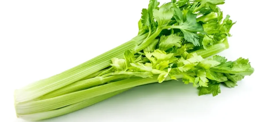 Calorie content Boiled celery with salt. Chemical composition and nutritional value.