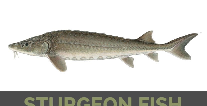 Calorie content Boiled sturgeon, 1-344 each. Chemical composition and nutritional value.