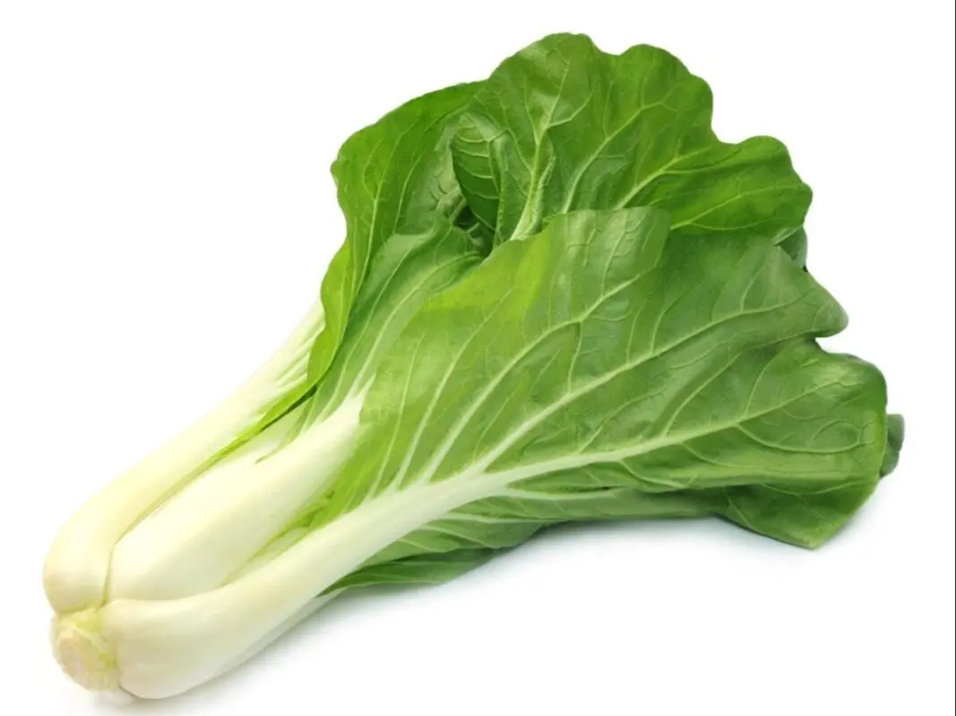 Calorie content Bok-choy (pak-choy, Chinese cabbage). Chemical composition and nutritional value.