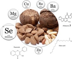 Calorie content Brazil nut. Chemical composition and nutritional value.