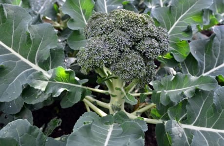 Calorie content Broccoli, leaves, raw. Chemical composition and nutritional value.