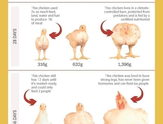 Calorie content Broiler chicken, only meat, baked. Chemical composition and nutritional value.