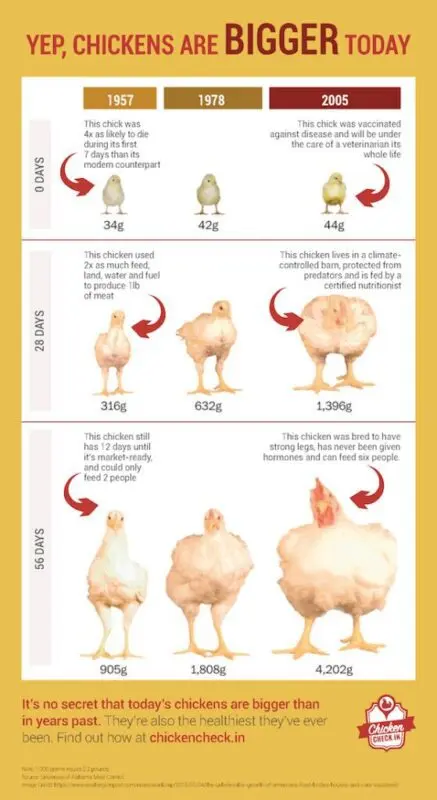 Calorie content Broiler chicken, only meat, baked. Chemical composition and nutritional value.