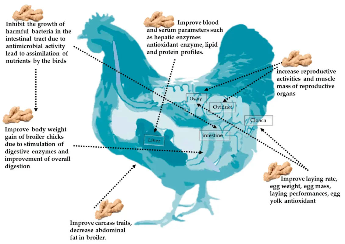 Calorie content Broiler chicken stomach. Chemical composition and nutritional value.