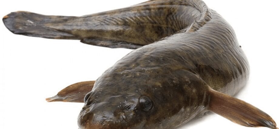 Calorie content Burbot. Chemical composition and nutritional value.