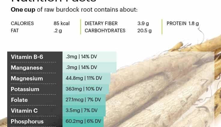 Calorie content Burdock root, raw. Chemical composition and nutritional value.