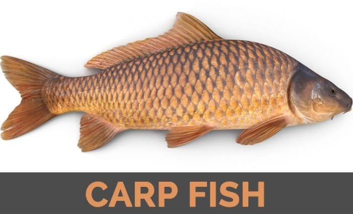 Calorie content Carp, raw. Chemical composition and nutritional value.