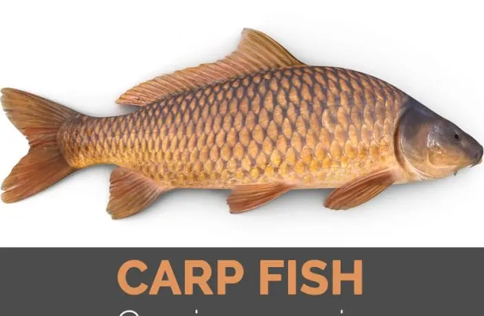 Calorie content Carp, raw. Chemical composition and nutritional value.