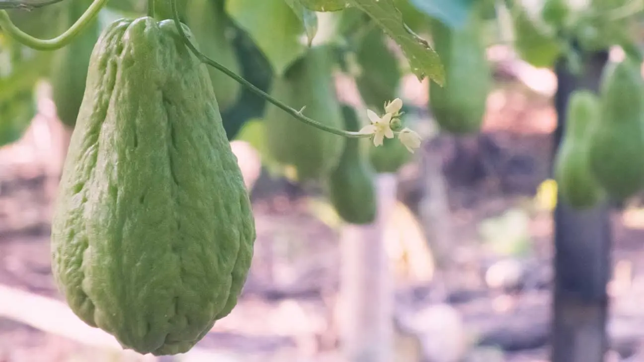 Calorie content Chayote (Mexican cucumber), boiled, no salt. Chemical composition and nutritional value.