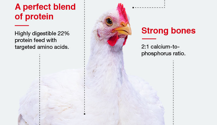 Calorie content Chicken, broiler chickens, dark meat, fried. Chemical composition and nutritional value.