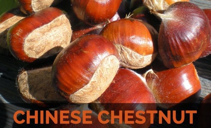 Calorie content Chinese chestnut, dried. Chemical composition and nutritional value.