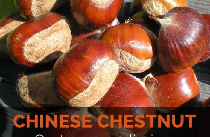 Calorie content Chinese chestnut, dried. Chemical composition and nutritional value.