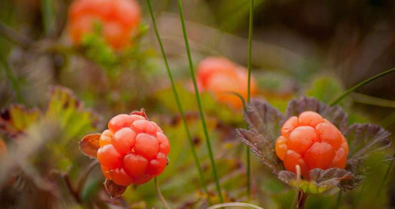 Calorie content Cloudberry. Chemical composition and nutritional value.