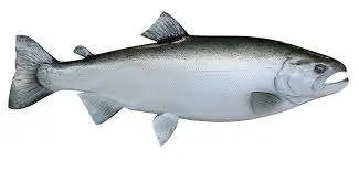 Calorie content Coho salmon. Chemical composition and nutritional value.