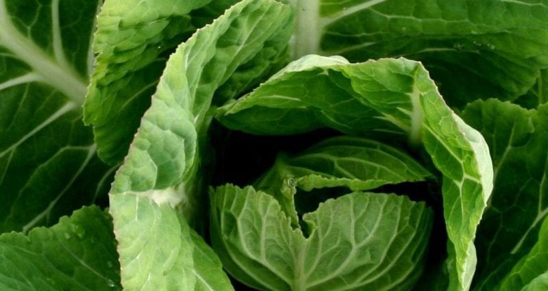 Calorie content Collard, boiled, no salt. Chemical composition and nutritional value.