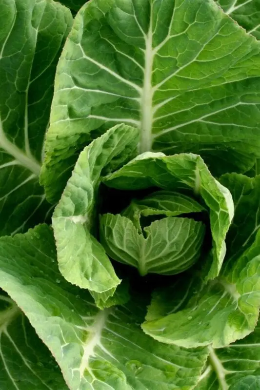 Calorie content Collard, boiled, no salt. Chemical composition and nutritional value.