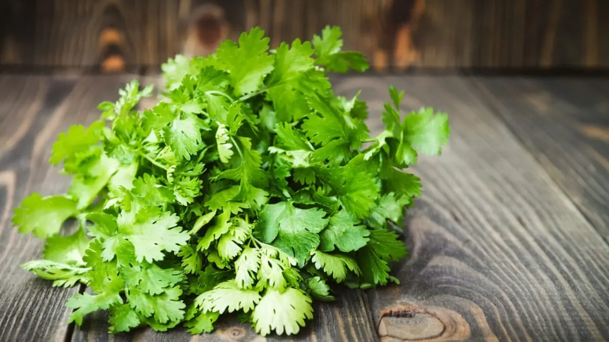 Calorie content Coriander greens (cilantro), raw. Chemical composition and nutritional value.