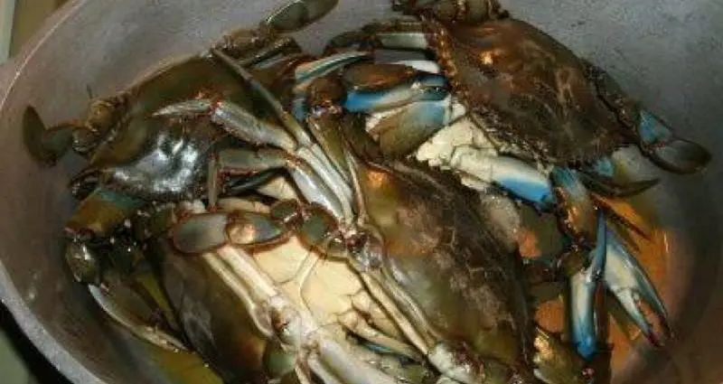 Calorie content Crab is blue, raw. Chemical composition and nutritional value.