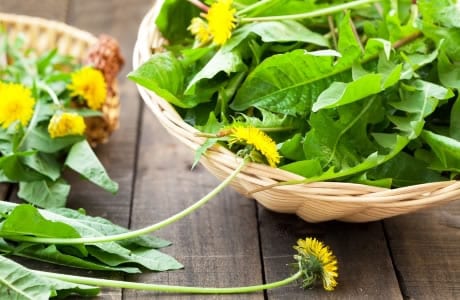 Calorie content Dandelion leaves, boiled, with salt. Chemical composition and nutritional value.