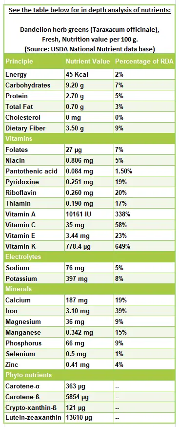 Calorie content Dandelion leaves. Chemical composition and nutritional value.