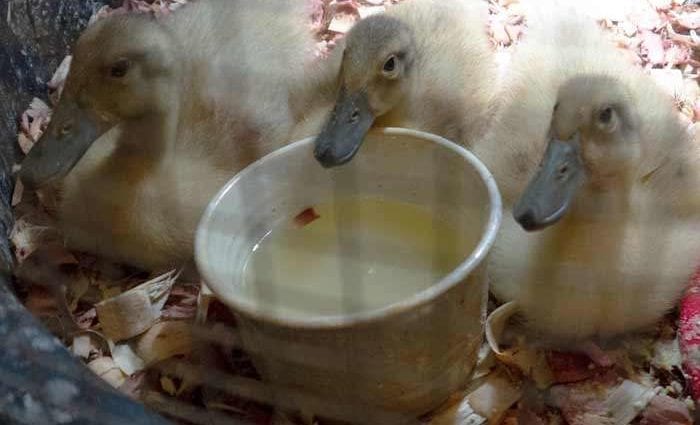 Calorie content Ducklings 1 cat. &#8230; Chemical composition and nutritional value.