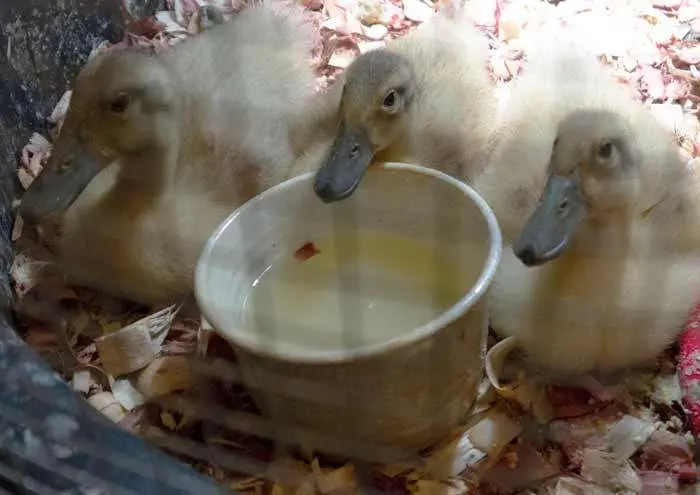 Calorie content Ducklings 1 cat. &#8230; Chemical composition and nutritional value.