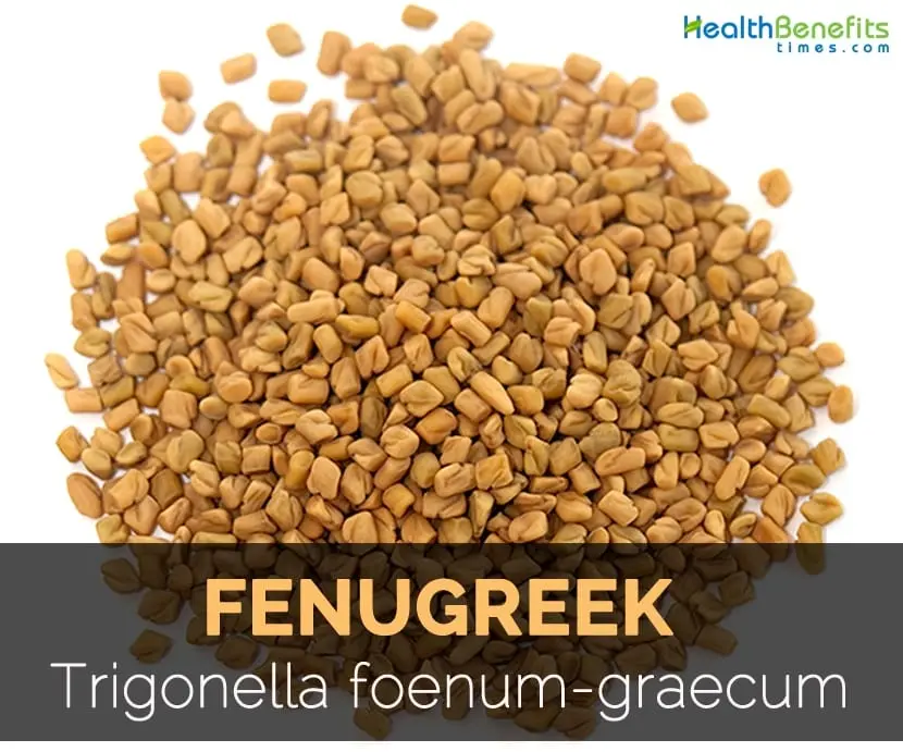Calorie content Fenugreek, seeds. Chemical composition and nutritional value.